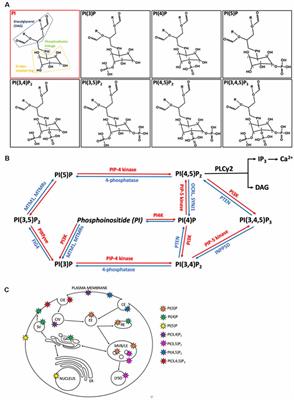 Phosphoinositides: Roles in the Development of Microglial-Mediated Neuroinflammation and Neurodegeneration